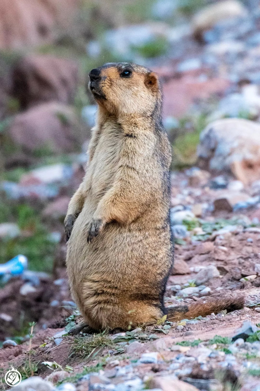 kaiyun网页版平台-塞北暴熊队对阵河套雪豹队，自行车总决赛险胜，内线统治篮板——传控打穿防线的简单介绍